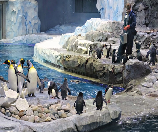 Penguin-Patti-Truesdell