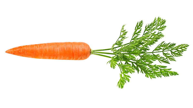 carrot