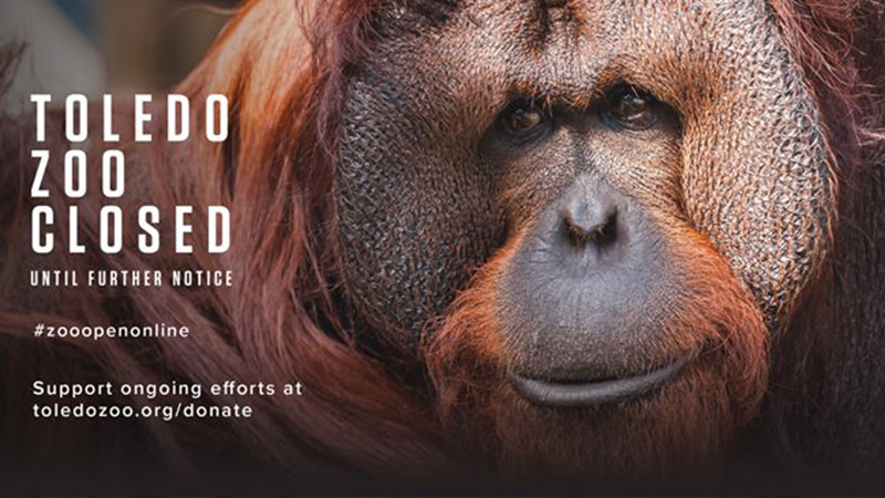 Photo Courtesy of The Toledo Zoo.